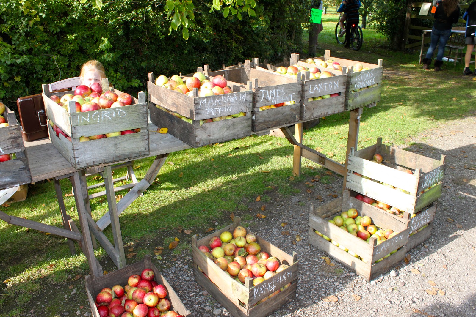 East Markham Heritage Apple Day with Three Hundred Different Varieties