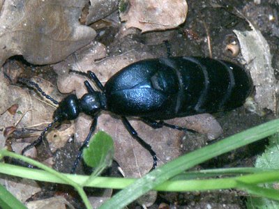 Black Oil Beetle