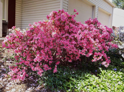Future Plants By Randy Stewart Azaleas Evergreen Hybrids