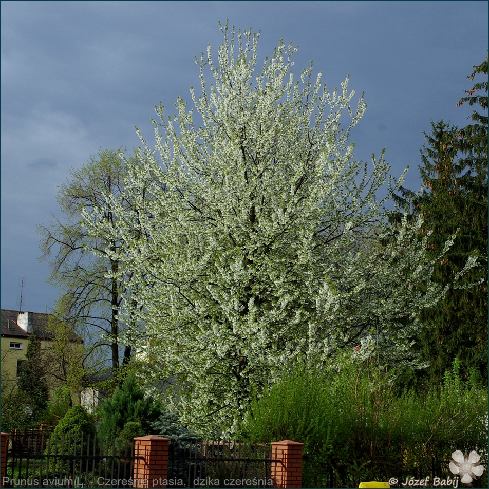 Prunus avium L. - Czereśnia ptasia, wisnia ptasia, dzika czereśnia