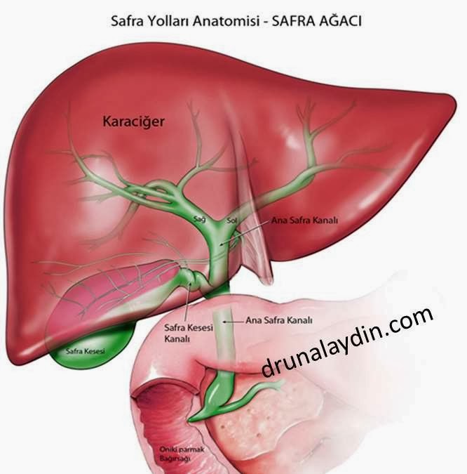 Safra kesesi kanseri Safra kesesi kanseri