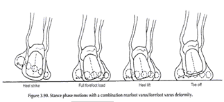 Pronation and Supination – Root2Being