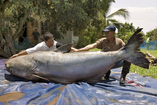 646+pound+mekong+giant+catfish