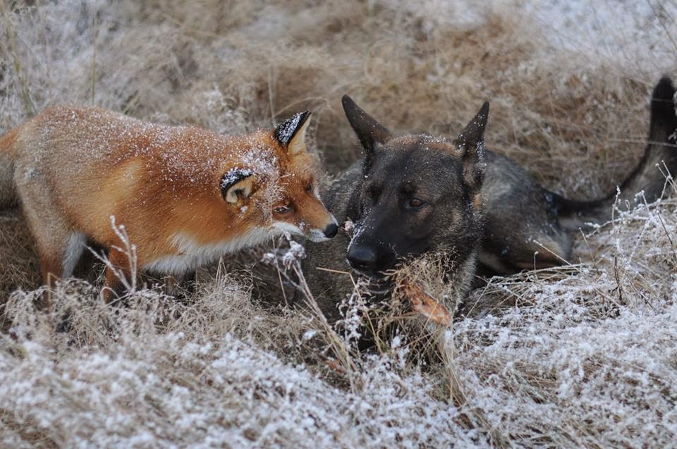 Dog and wild fox are best friends (10 pics + video) Amazing Creatures