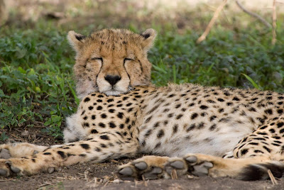 Sleeping-Cheetah