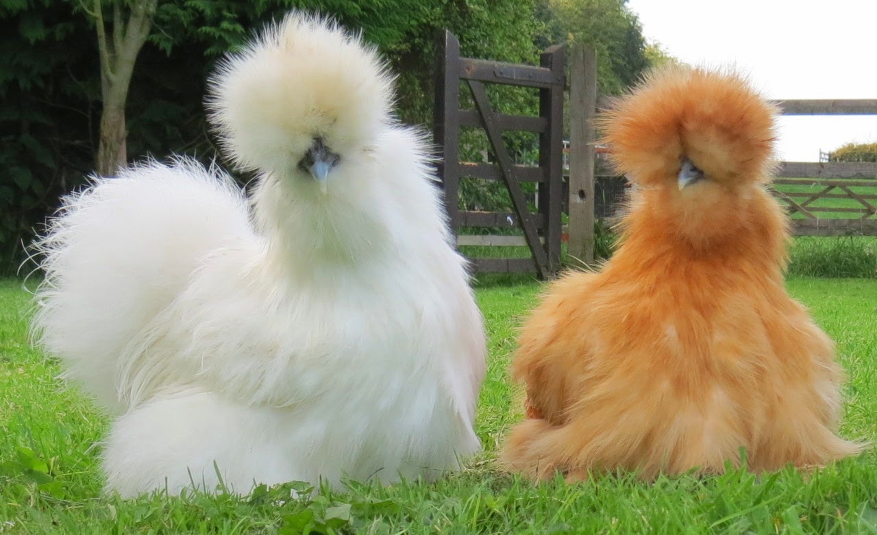 Unique Farm Pets - Silkie Chicken | Fun Animals Wiki ...