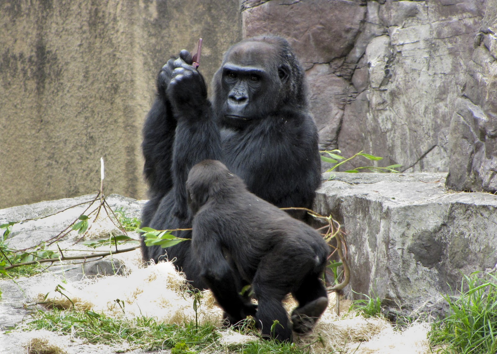 Gorilla playing Nintendo (5 pics) Amazing Creatures