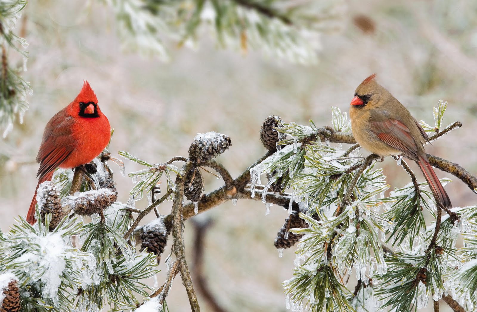 Flock Of Cardinals