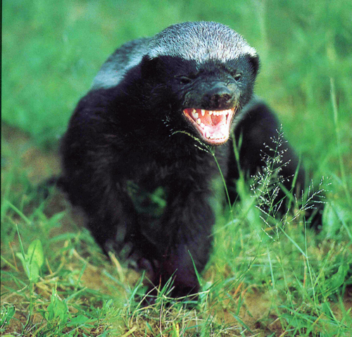 Cute Badger