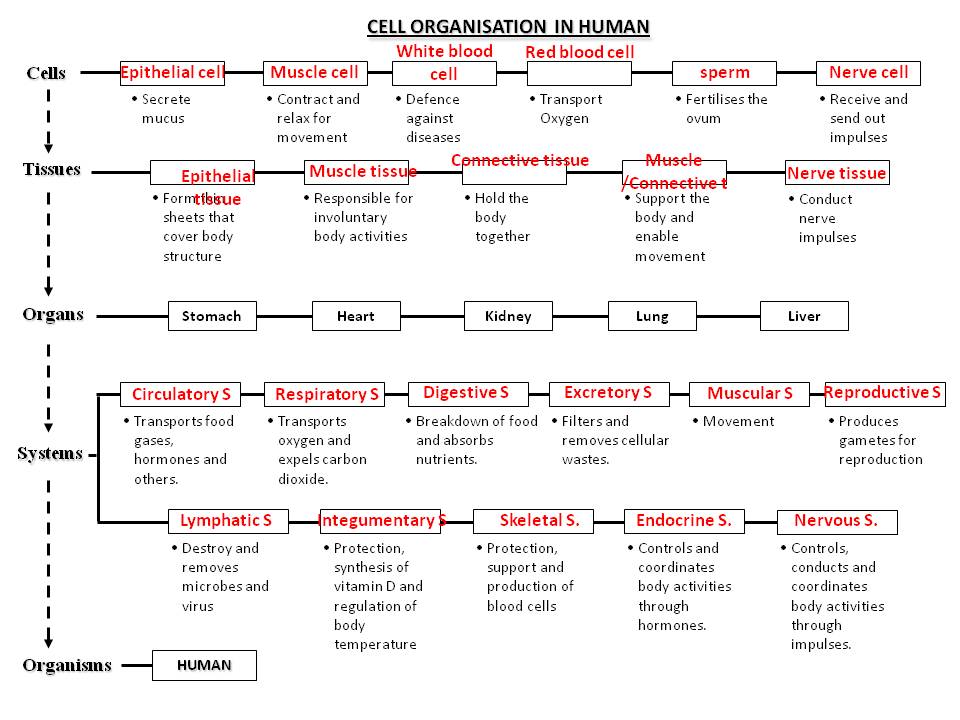biology form 4 chapter 4 essay But this time it is for form four essay questions all questions are arranged according to chapter and each questions is followed by their answer. biology form 4 chapter 4 essay But this time it is for form four essay questions all questions are arranged according to chapter and each questions is followed by their answer.