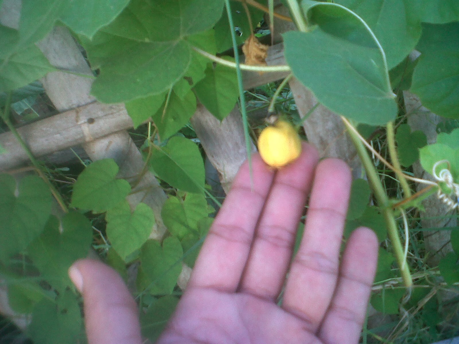 Buah Segar Bervitamin Buah Entotan