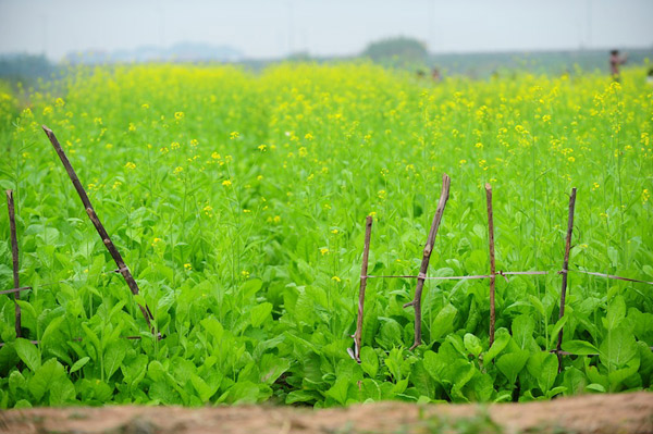 [Image: Sac-hoa-cai-no-vang-trong-gio-ret-2.jpg]