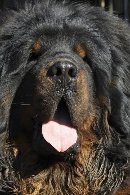 5 Of The Most Massive Dog Breeds