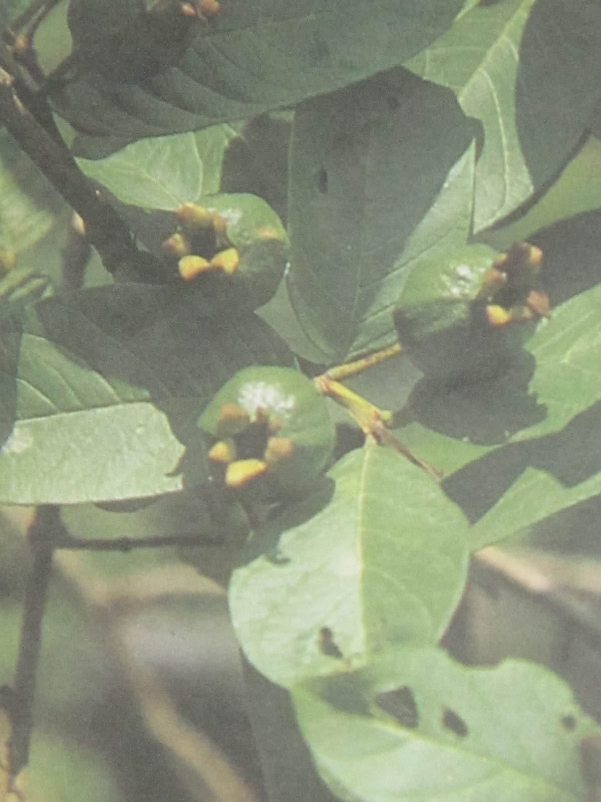 herbal leaves, herbal medicine plants and treatments Guava, Bayabas