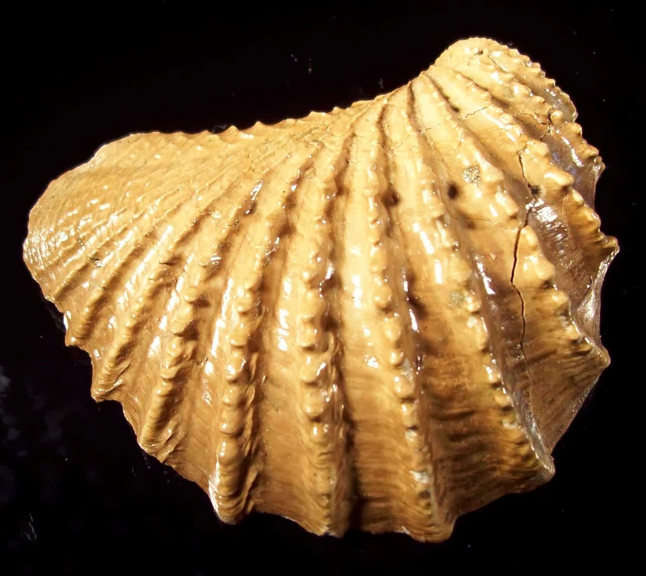 Louisville Fossils and Beyond Tennessee State Fossil Pterotrigonia