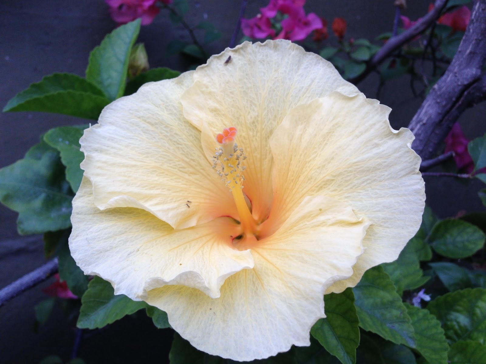 A Student Gardener MEXICO VACATION FLOWERS