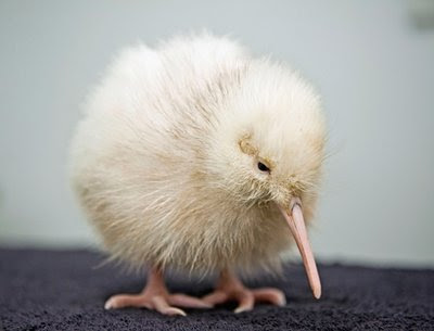 white rare kiwi chick