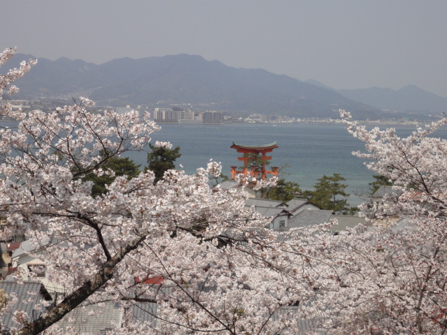 桜 が たくさん 咲い て いる 様子