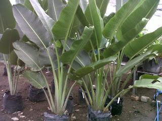 Jual aneka pohon pisang-pisangan | pisang helikonia, pisang kalatea, pisang khana, pisang kipas | tukang taman dan tanaman