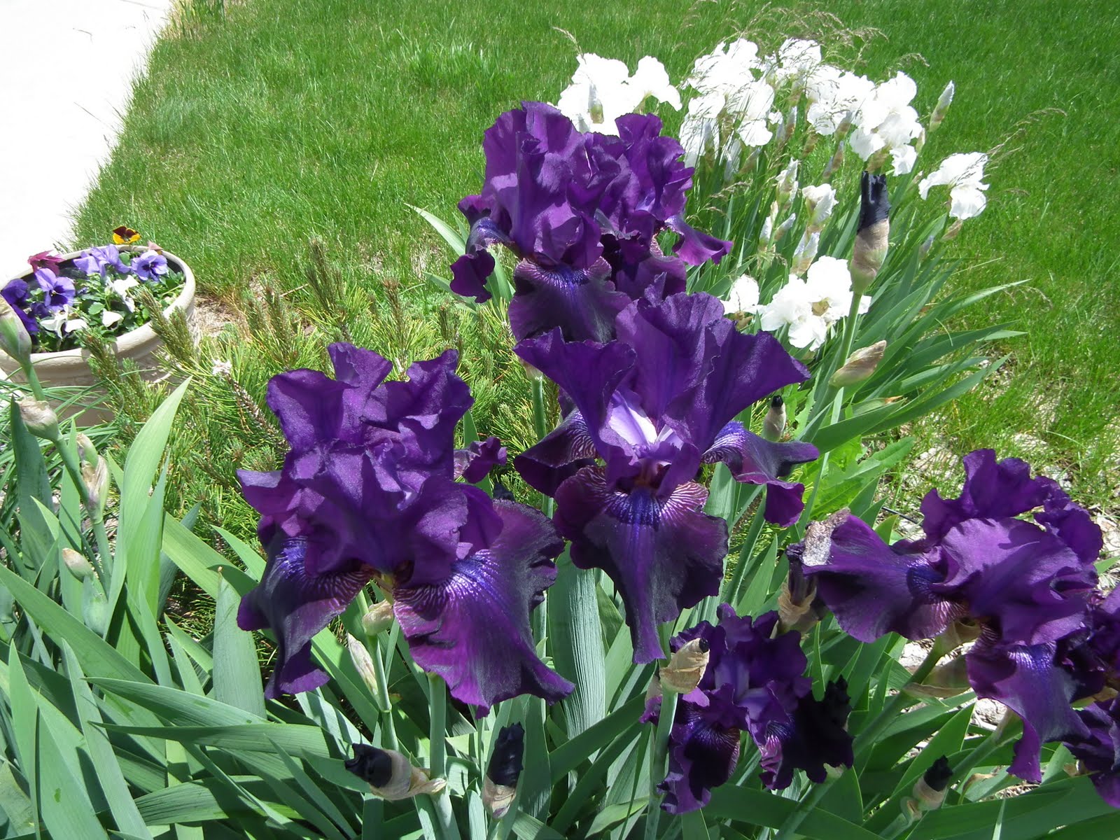Plum Beadacious Lavish Blooms in My Front Yard * Iris