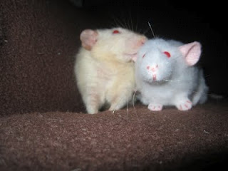 Tapтaлeтки & Ко