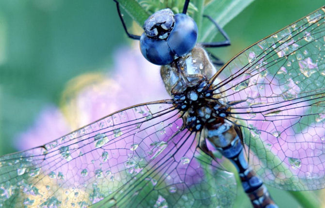 Rosa Blu Le Libellule E La Fata