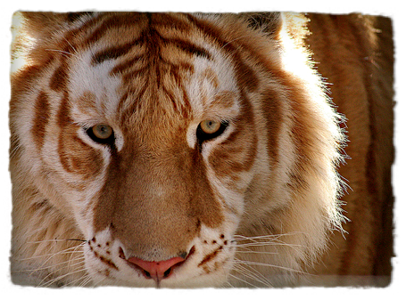 tiger has gone home from