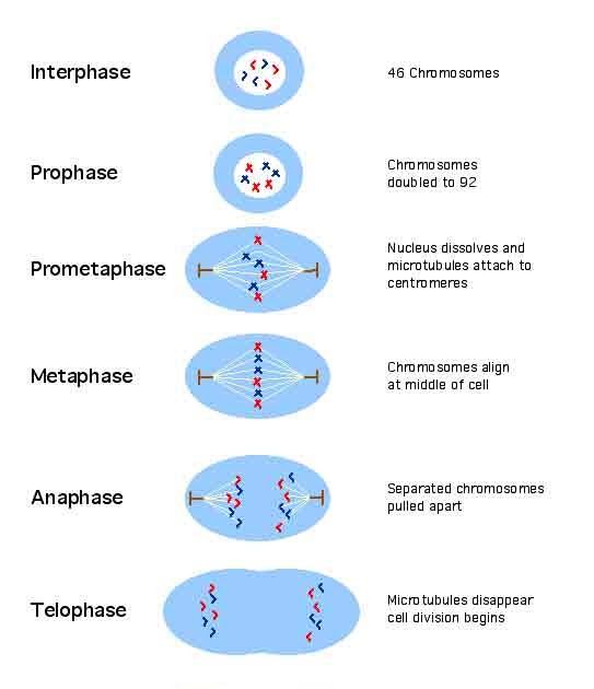 Living Environment: Mitosis
