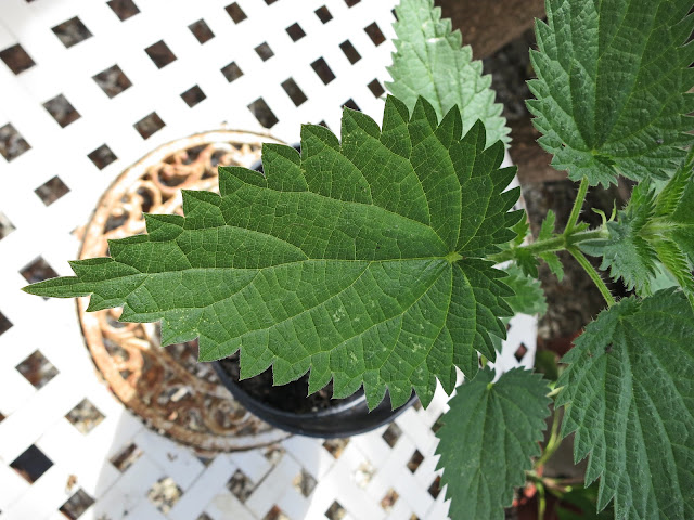 Nettle growing in a garden pot Nettle growing in a garden pot