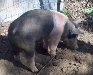 Hampshire pig, pig farm, pig, pigs, black and white pig
