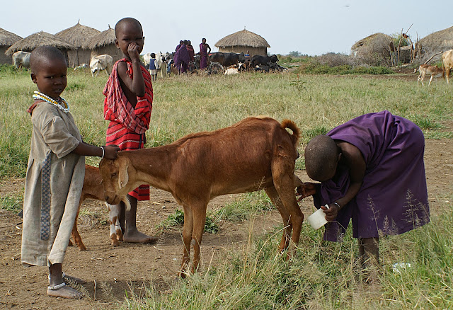 mammalia,chordata,goat,cattle,meat,wild life