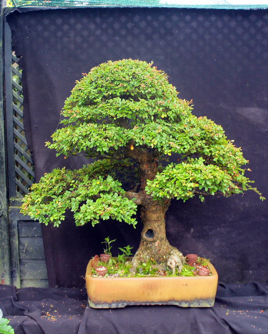 Bonsai Tree 24+ Amazing Big Bonsai Tree For Sale Pictures