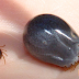 VIRAL: Unknown Virus That Contribute To Farmers Death Discovered From Tick bite!