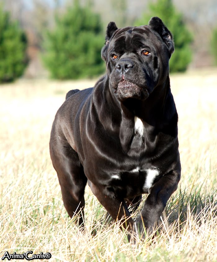 Cães & Cães Cane Corso 06
