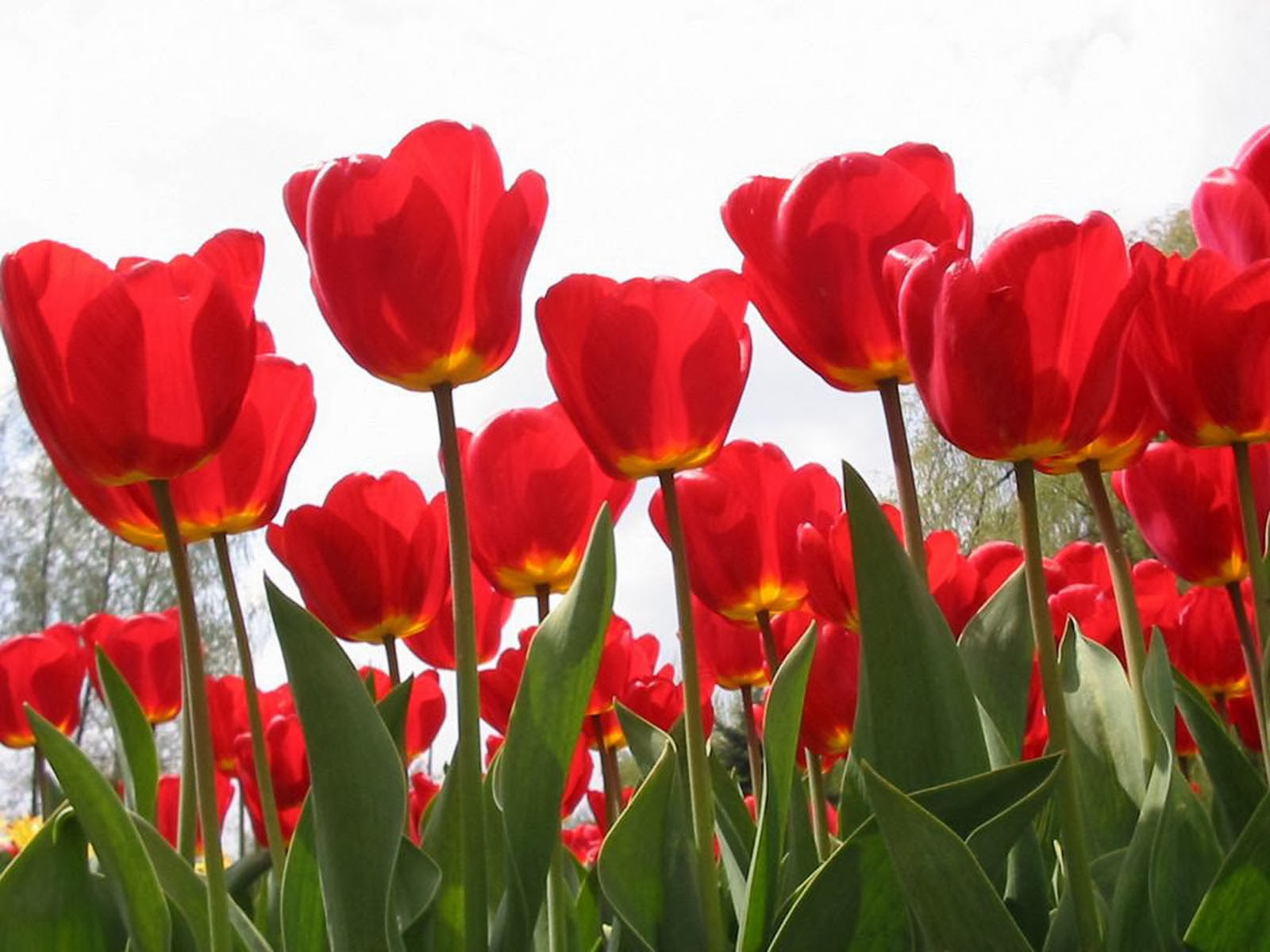 Red Tulips Desktop Wallpapers Amazing Picture Collection