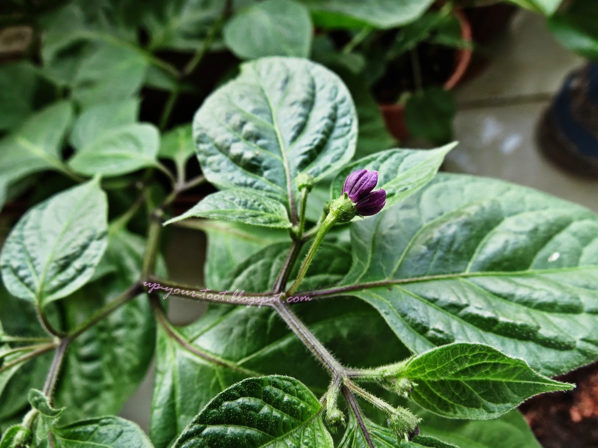 Capsicum pubescens 'Dieng'
