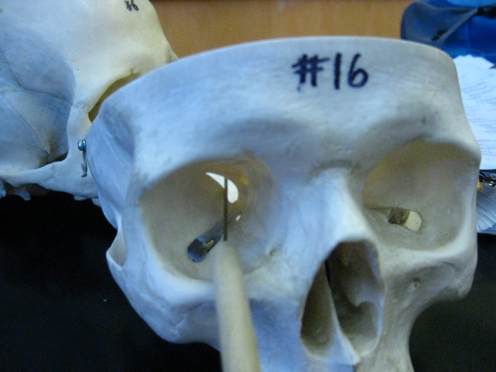 Boned: Human Skull - superior orbital fissures (of sphenoid bone)