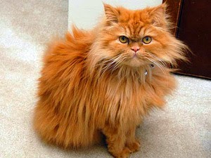 Чудик Кот по имени Чудик