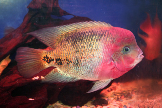 Flowerhorn The Hybrid Cichlids Vieja
