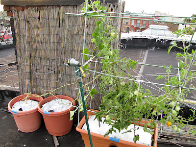 Rooftop Vegetable Garden 2011