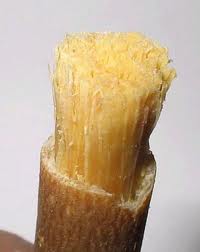 kayu sugi, bersiwak