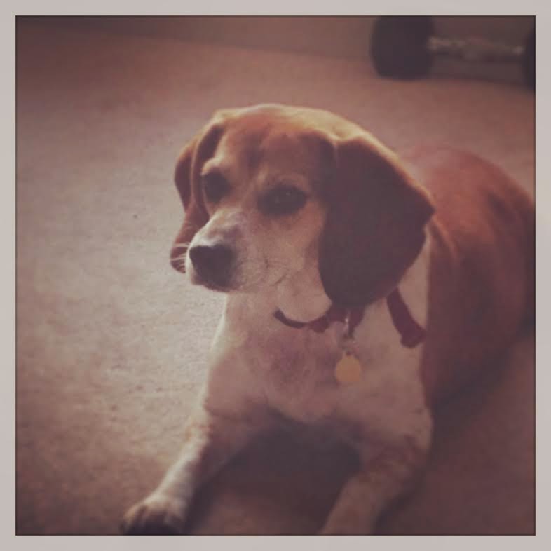 You Really Are Great Beagles are Dumb Dogs