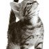 Looking for something? Last week's Katposts