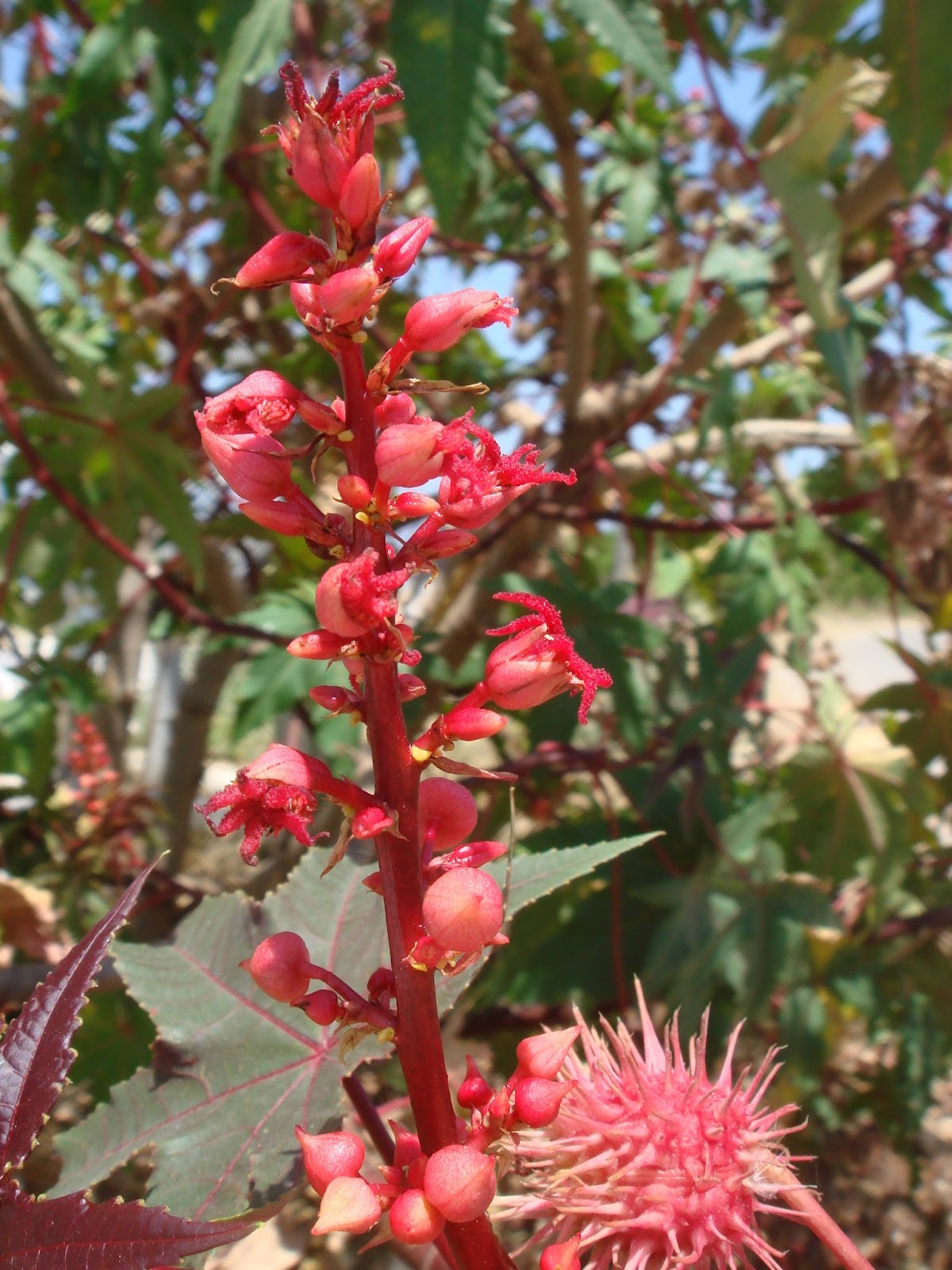 Ricin Plant