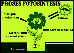 FaktorFaktor yang Mempengaruhi Fotosintesis Artikelsiana