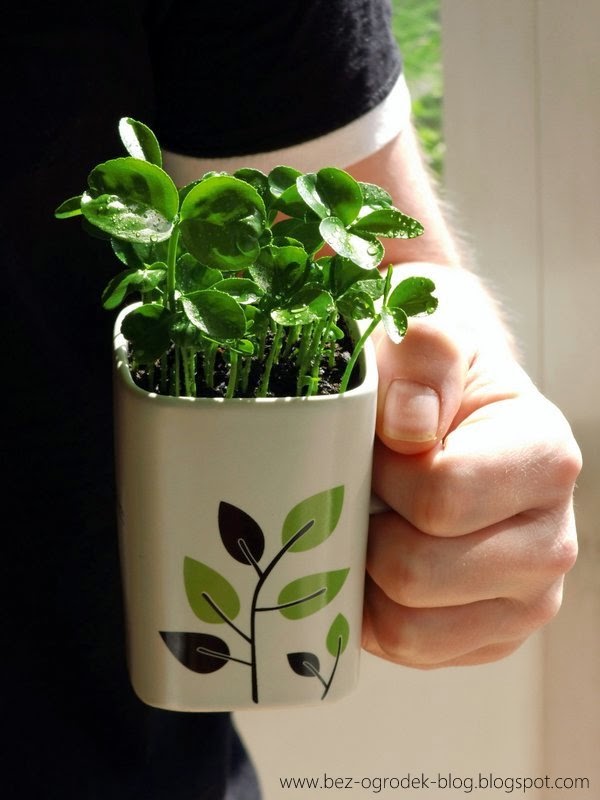 A mug full of young aromatic citrus plants