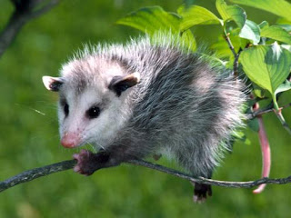 Funny Opossum