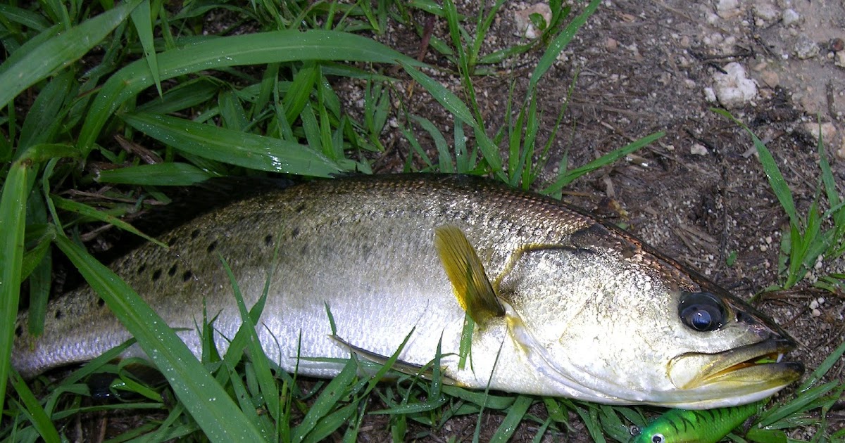 Mosquito Lagoon & Indian River Fishing: Mosquito Lagoon And Indian