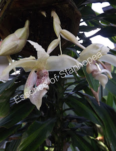 Stanhopea