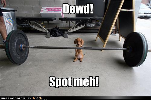 Funny Dachshunds Funny Dachshunds